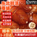 印禾年鲜活蚕蛹东北特产 新鲜茧蛹特级大号黄蚕蛹蝉蛹柞蚕生鲜活体净重 500g 大号黄蛹（约45只）万人购买