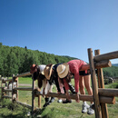 秋愿双湖8日·8天7晚+S21沙漠公路+阿禾公路+禾木村+喀纳斯湖+白哈巴村+赛里木湖 升级1+1车（可带28寸行李箱·每个座位独立靠窗） 9月21-10月3日 成人