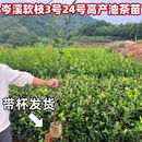 高产嫁接油茶苗岑软3号24号嫁接苗杯苗 (岑软3号）一年嫁接杯苗30颗【带盆发货】