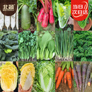 北蔬 菜种子大全胡萝卜菠菜白菜小葱香菜蔬菜籽 秋季15种蔬菜种子大全