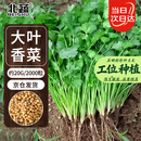 北蔬 香菜种子苗大叶芫荽耐热四季蔬菜籽 大叶香菜籽种子20g约2000粒