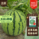 北蔬 冰糖麒麟西瓜种子种苗超甜脆四季水果种籽 冰糖麒麟瓜种子约50粒