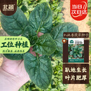 北蔬趴地菠菜种子苗老品种耐寒大叶红根秋冬菜籽 趴地香菠菜种子20g