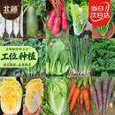北蔬 菜种子大全胡萝卜菠菜白菜小葱香菜蔬菜籽 秋季15种蔬菜种子大全