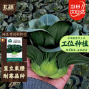 北蔬苏州青黑叶矮脚种子苗秋冬耐寒糯米青菜油菜籽 矮箕苏州青种子40g