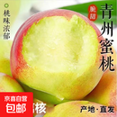 正宗青州古树蜜桃青州蜜桃离核孕妇水果京东快递送货上门 5斤带箱 颗颗甄选，产地直达