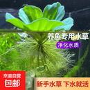 【限时优惠】水芙蓉浮萍水草养龟鱼虾水面漂浮水生植物鱼缸四季 （净化水质）芙蓉3株