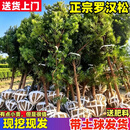 爱惜罗汉松树苗雀舌罗汉松苗米叶罗汉松小叶罗汉松盆景四季常青名贵树 2公分粗【成活率高】 不含盆