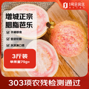 趣尝鲜广东树熟软糯胭脂红芭乐 净重3斤单果75g+ 番石榴新鲜水果包