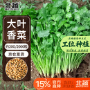 北蔬香菜种子苗大叶芫荽抗寒冬根四季菜籽 大叶香菜籽种子20g约2000粒