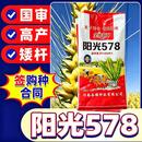 【2026新麦种】国审阳光578原种级小麦矮杆大穗抗倒耐寒抗旱节水 原终极小麦【签购种合同】现货速发 国审阳光578【1袋/30斤】*1袋（送拌种剂肥料）冬小麦