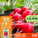 北蔬 樱桃萝卜种子苗秋冬红皮水果萝卜籽 潍胖1号樱桃萝卜种子约500粒