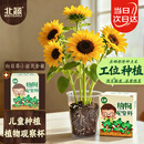 北蔬 向日葵种子苗种植套装植物观察窗儿童盆栽植物 儿童向日葵小盆栽