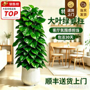 叹为观止大型植物发财树各种大颗盆栽开业乔迁客厅办公室内好养大型花卉 大叶绿萝【1.2-1.4米】 含盆
