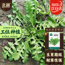 北蔬荠菜种子苗农家大叶四季播种野菜菜种籽 农家荠菜种子10g约5万粒