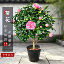 花翁香妃茶花盆栽浓香型山茶花树苗室内庭院花卉好养大棵四季源头直发