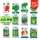 北蔬 各种蔬菜种子大全四季可种菜籽秋季菠菜生菜香菜小葱阳台