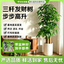 京东绿植【带盆种好】步步高三杆发财树开业送礼乔迁客厅室内好养源头直发