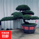 罗汉松庭院造型树盆景迎客松黑松造型树别墅大型罗汉松绿树苗 大型罗汉松绿树苗