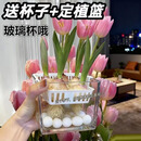 耘淘郁金香种球水培5度球花卉绿植种子土培植物水养盆栽室内室外耐寒1 方玻璃盆带吊篮4球水培套餐【品种备注】送2包营养液