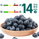 香格里拉雪山秘境蓝莓 125g （14mm） 