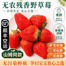 0农残草莓【空运-多地次日达】夏季红颜草莓孕妇儿童水果中秋礼盒 中果 2盒* 15颗/盒【单果20±5g】500g+