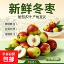 正宗头茬冬枣脆甜无渣当季生鲜水果青枣脆枣红枣果园直发皮薄肉厚 带箱3斤 单果8-12g中小果