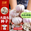 北蔬大蒜种子老品种多瓣山东寿光蔬菜苗 山东大蒜种子5斤源头直发包邮