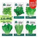 北蔬 蔬菜种子种苗大全生菜香菜菠菜秋冬阳台菜籽 6种叶菜类蔬菜种子
