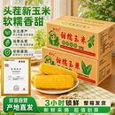新鲜黄糯玉米真空包装速食玉米低脂粗粮代餐杂粮早餐包邮 福利专项 4棒 200g起/棒