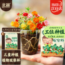 北蔬 太阳花种子苗盆栽绿植花卉植物儿童观察礼物 儿童太阳花小盆栽