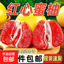 【小果尝鲜】老树福建平和红心柚子当季时令生鲜高山种植柚子包邮 红柚单果1.5-2斤(小果尝鲜装）