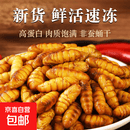 特级金丝蚕蛹鲜活冰冻新鲜活体山东特产商用烧烤火锅生鲜食材批发 特级金丝蚕蛹净重5斤 冰鲜