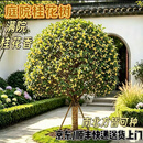 科正荣桂花树苗原生大桂花树浓香型金桂丹桂庭院别墅四季桂盆栽地栽室外 金桂（开花浓香）带土球发货 4公分粗（1.5米左右）