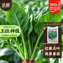 北蔬 菠菜种子苗大叶红根耐寒秋冬四季蔬菜种籽 红根大叶菠菜种子50g