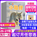 小聪仔科普版杂志2026年1-10月新【2027全年/半年订阅可选】赠餐厅益智玩具官方旗舰店2~8岁兴趣儿童科普百科自然动物2025/2022年过刊K 【送益智玩具】全年订阅26年10月-27年9月