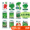 北蔬 各种蔬菜种子大全四季可种菜籽秋季菠菜生菜香菜小葱阳台