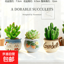 多肉小盆栽仙人球绿植带盆办公室桌面室内植物名贵仙人掌幼儿园礼 [主图款]吸财树D129+莎莎女王D114+万重山