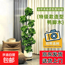 大型植物发财树开业乔迁客厅大盆栽绿植办公室内好养国庆送礼首选 造型鸭脚木1.5-1.7米【钻石树脂盆】
