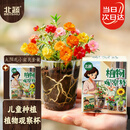 北蔬 太阳花种子苗盆栽绿植花卉植物儿童观察礼物 儿童太阳花小盆栽