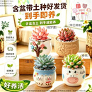 沭之美多肉植物花卉盆栽绿植摆件教师节幼儿园办公室桌面组合源头直发