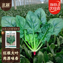 北蔬 大叶菠菜种子苗红根秋冬四季蔬菜种籽 卓脆红根大叶菠菜种子10g