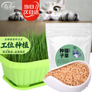 寿禾 猫草种子小麦苗土培水培猫零食草籽 潍丰猫草种子200g