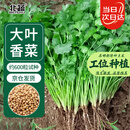 北蔬香菜种子苗老品种四季盆栽大叶芫荽阳台菜籽 大叶香菜籽种子600粒