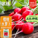 北蔬 樱桃萝卜种子苗秋冬红皮水果萝卜籽 潍胖1号樱桃萝卜种子约500粒