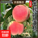 正宗山东金秋红蜜桃蒙阴新鲜水果采摘桃子当季应季蜜桃脆桃脆甜 【人工甄选】单果100g+ 4-6粒
