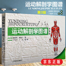 运动解剖学图谱第3版 运动解刨学图谱人体解剖学教程 肌肉塑造 运动瑜伽肌肉解剖 体育理论与教学参考书籍 顾德明 运动医学书籍 人体全面解剖图谱体育医学专业理论书籍