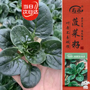 寿禾趴地菠菜种子苗秋冬耐寒农家自种蔬菜种籽 潍丰本鲜趴地菠种子25g