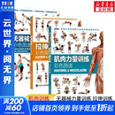 【3册】肌肉力量训练图谱+拉伸训练彩色图谱+无器械力量训练彩色图谱 运动健身健美训练书籍  新华书店正版包邮 【3册】拉伸训练+肌肉力量训练+无器械力量训练
