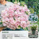 塔莎的花园大花绣球花盆栽庭院阳台花卉盆栽好养室外落跑新娘妖精吻 逃跑新娘 140 带盆栽好